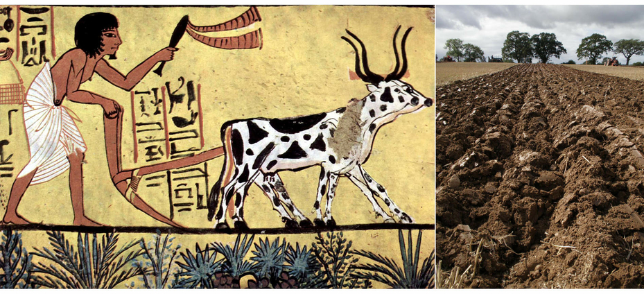 Ancient Egyptian Farmer Ploughing the Soil Making Furrows